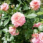 Rosenliebe 3*