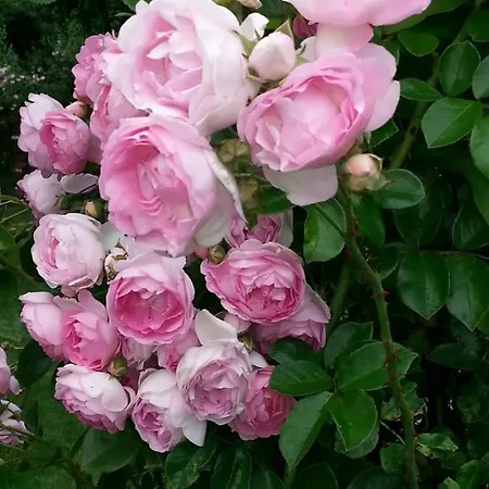 Rosenliebe