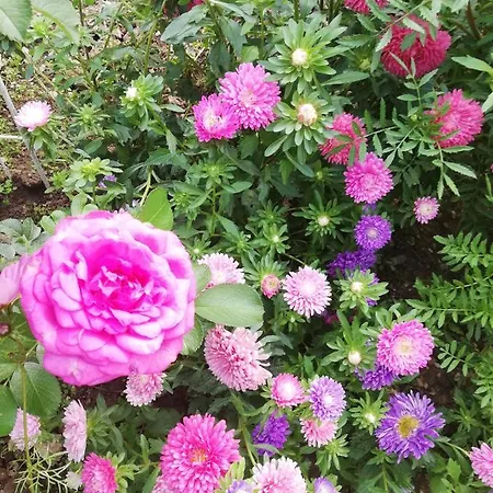 Rosenliebe 3* Niedereschach