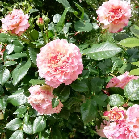 Rosenliebe *