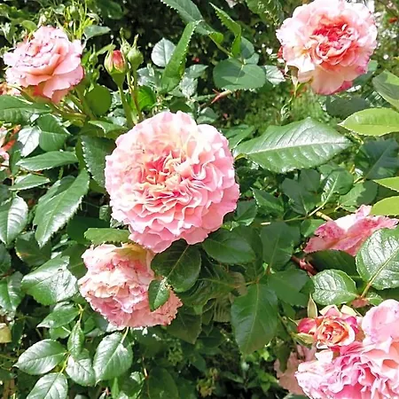 Rosenliebe Niedereschach
