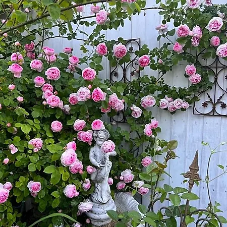 Rosenliebe 3* Niedereschach